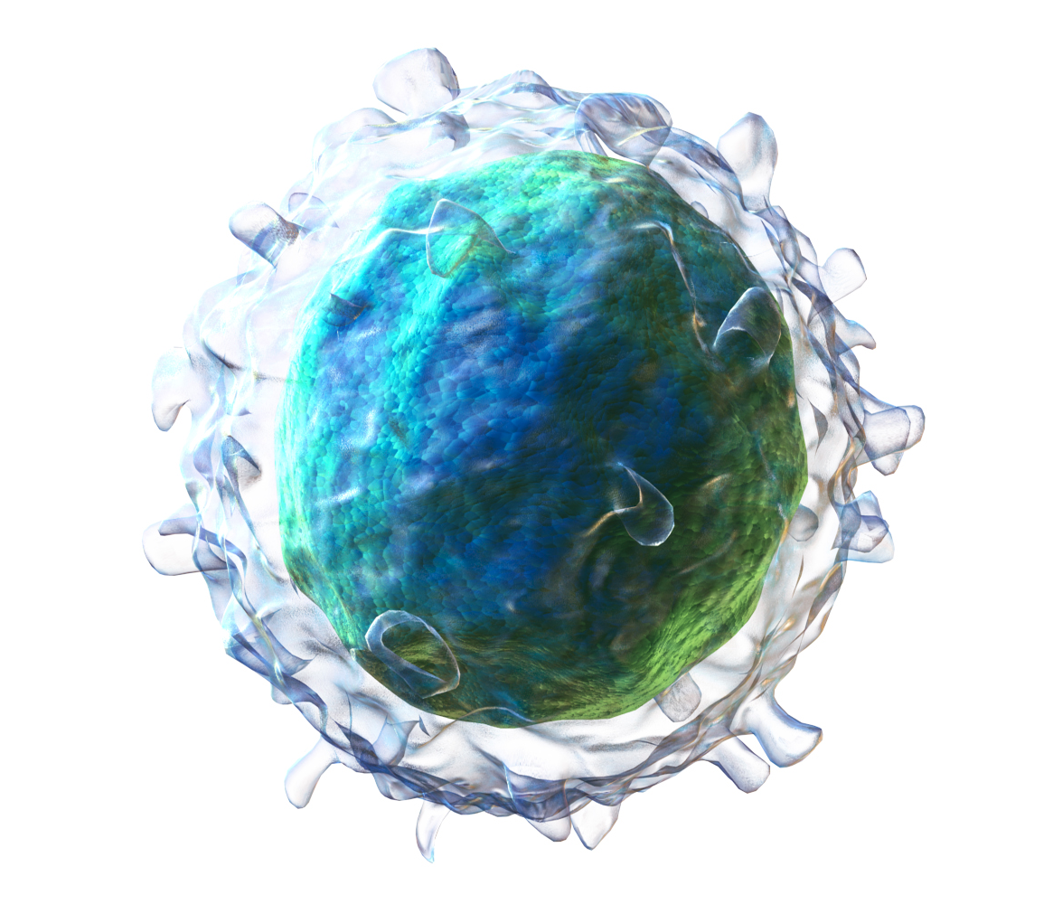 B-buňka, čili B-lymfocyt ve 3D rekonstrukci (autor Blausen Medical)