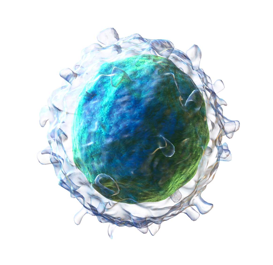 B-buňka, čili B-lymfocyt ve 3D rekonstrukci (autor Blausen Medical)